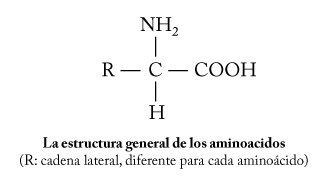 estructura aminoacidos